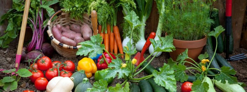 Projetos para o Programa de Aquisição de Alimentos podem ser enviados a partir de 11 de maio